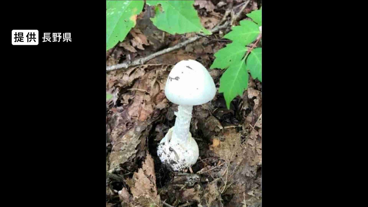 有毒キノコを食べ20代男性が死亡　全国で死亡事例は令和に入り“3例目”　自生していた「ドクツルタケ」と「コテングタケモドキ」と見られるキノコを誤って食べる