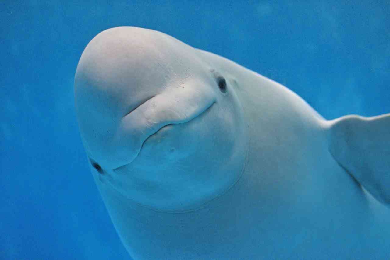 【動物園】何の生き物が好き？【水族館】