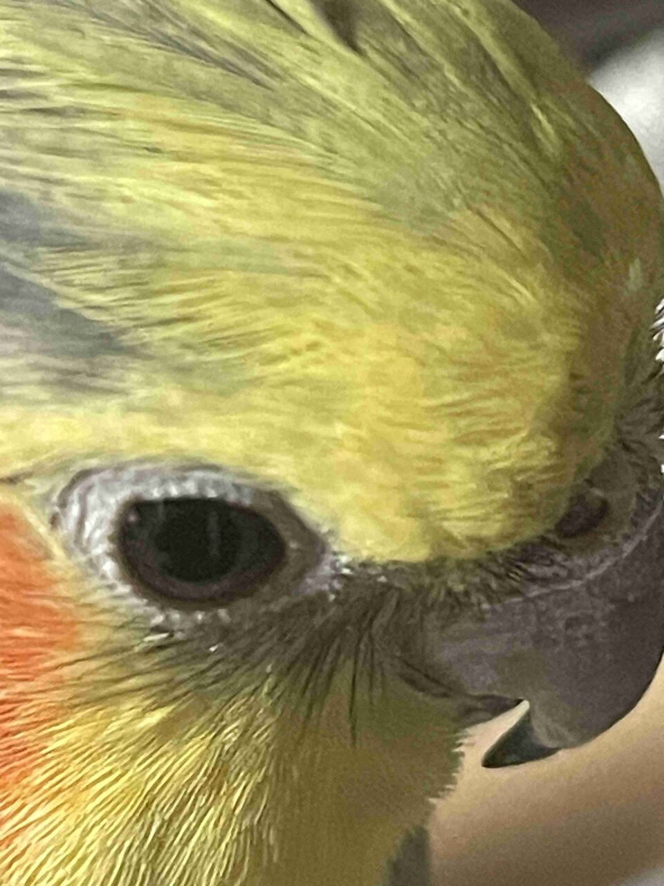 ペットをドアップで撮ってみるトピ