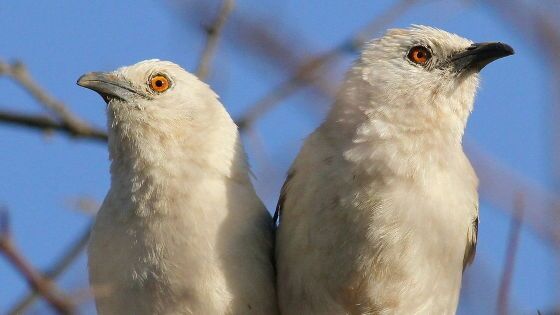 「子どもをたくさん産んだメスほどバカな鳥」が報告される