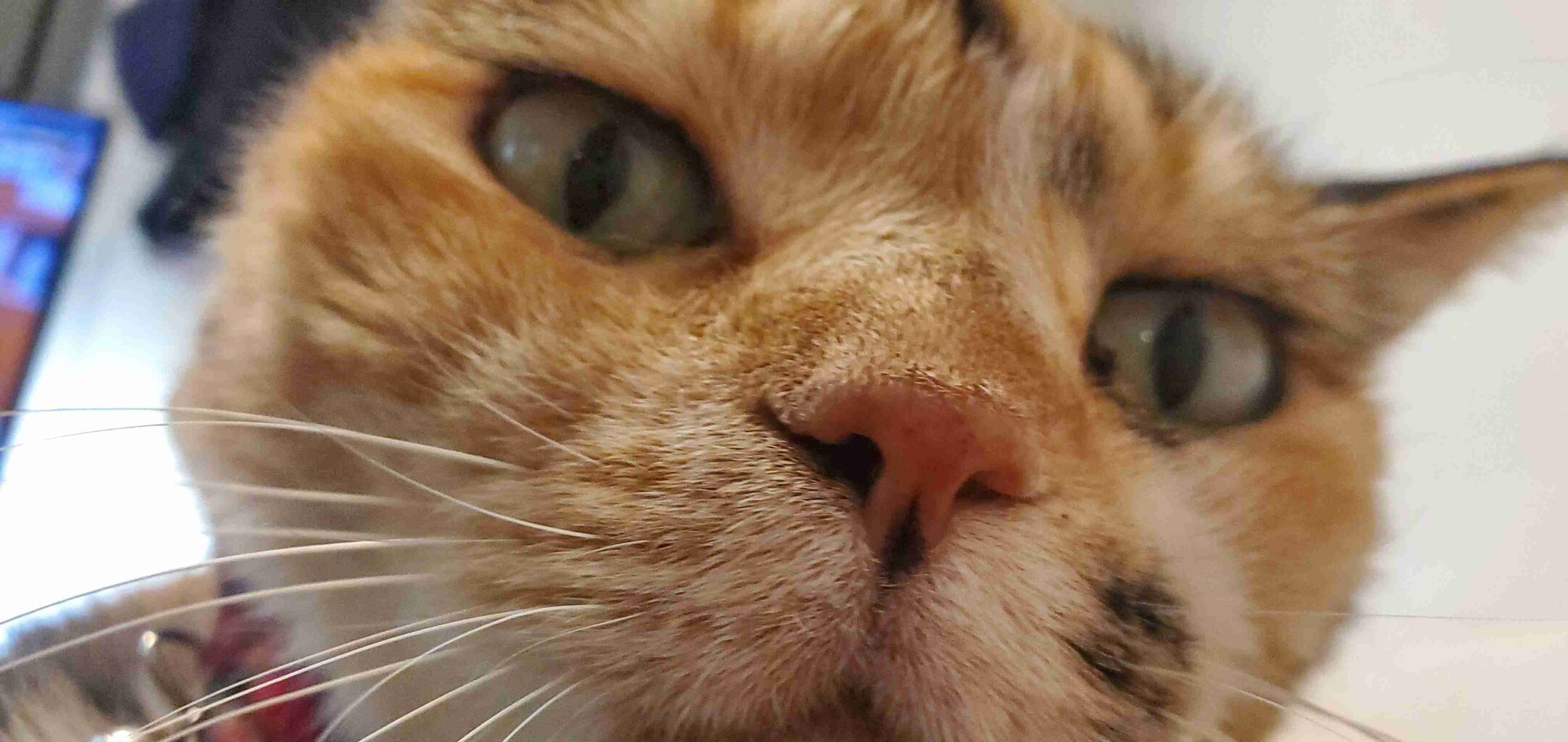 飼い猫自慢大会