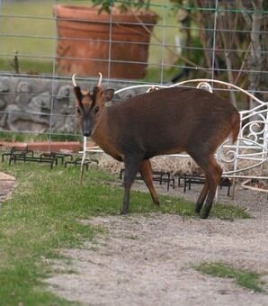 【キョンが大量発生中！】ついに川を渡り始めた…！東京の目と鼻の先まで接近中…！
