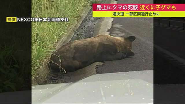 高速道路に横たわる"母ヒグマの死骸" 近くには子グマ…車にはねられたか 子グマはまもなく立ち去る 現場付近が一時通行止め