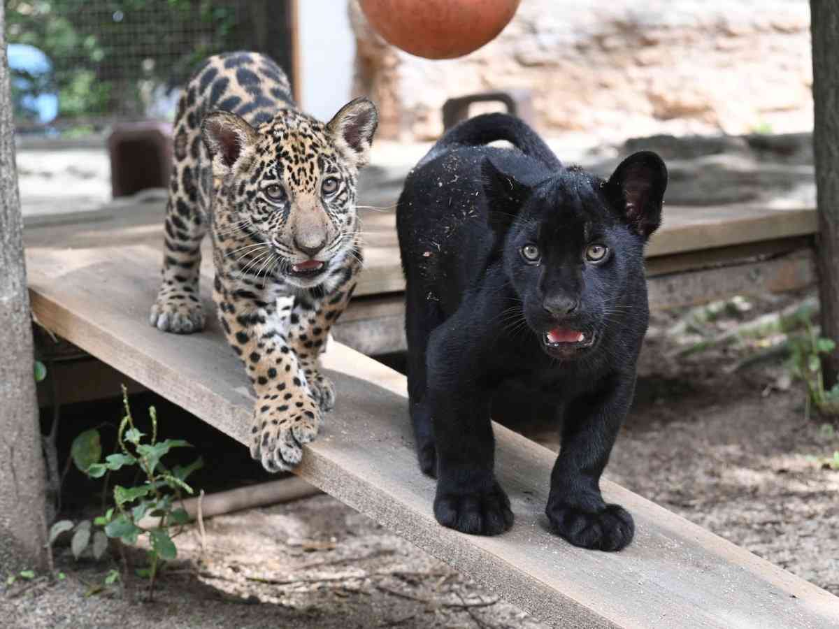 県立とべ動物園の双子のジャガーの名前発表 砥黄と砥黒に 愛媛