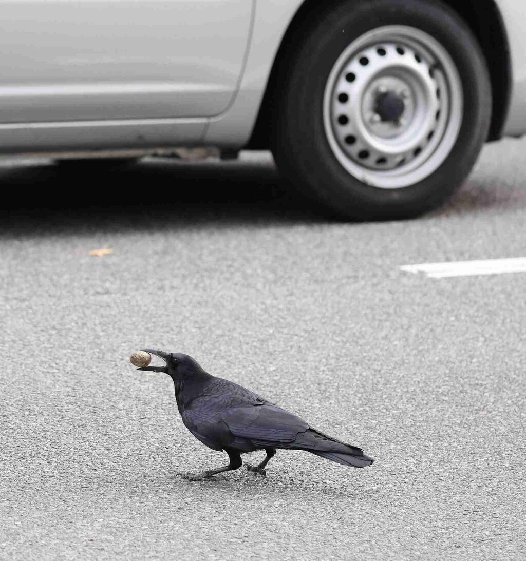 カラスが「遊び」で石を落下？　繰り返す姿確認　車に当たる様子も　広島市