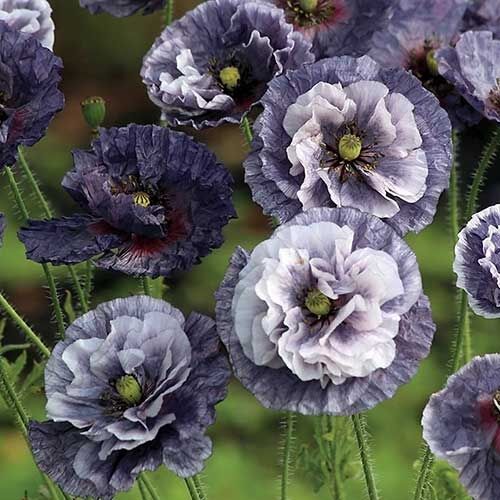 素敵な花  一目惚れした植物