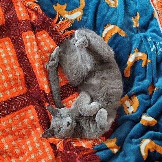 寒い季節は正直つらい　猫が朝早く飼い主を起こしにくる理由