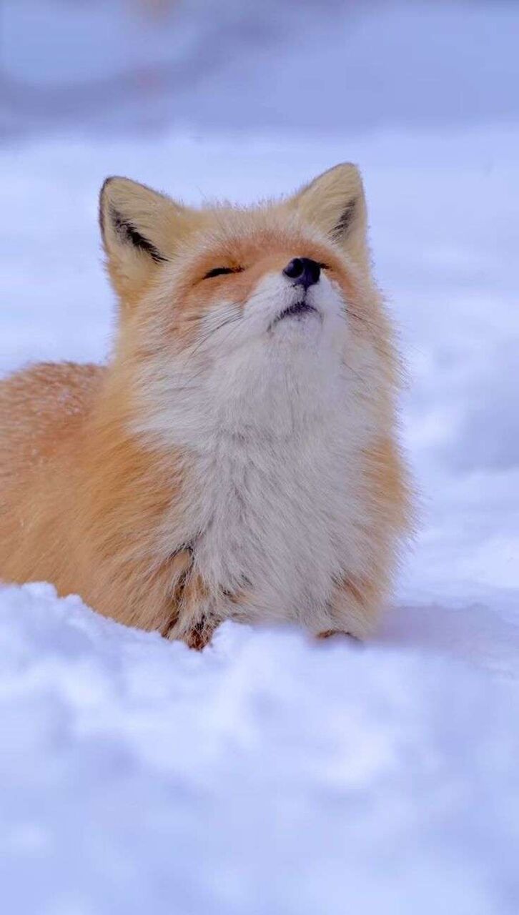 十二支に1つだけあなたの権限で動物を加えるなら何にする？