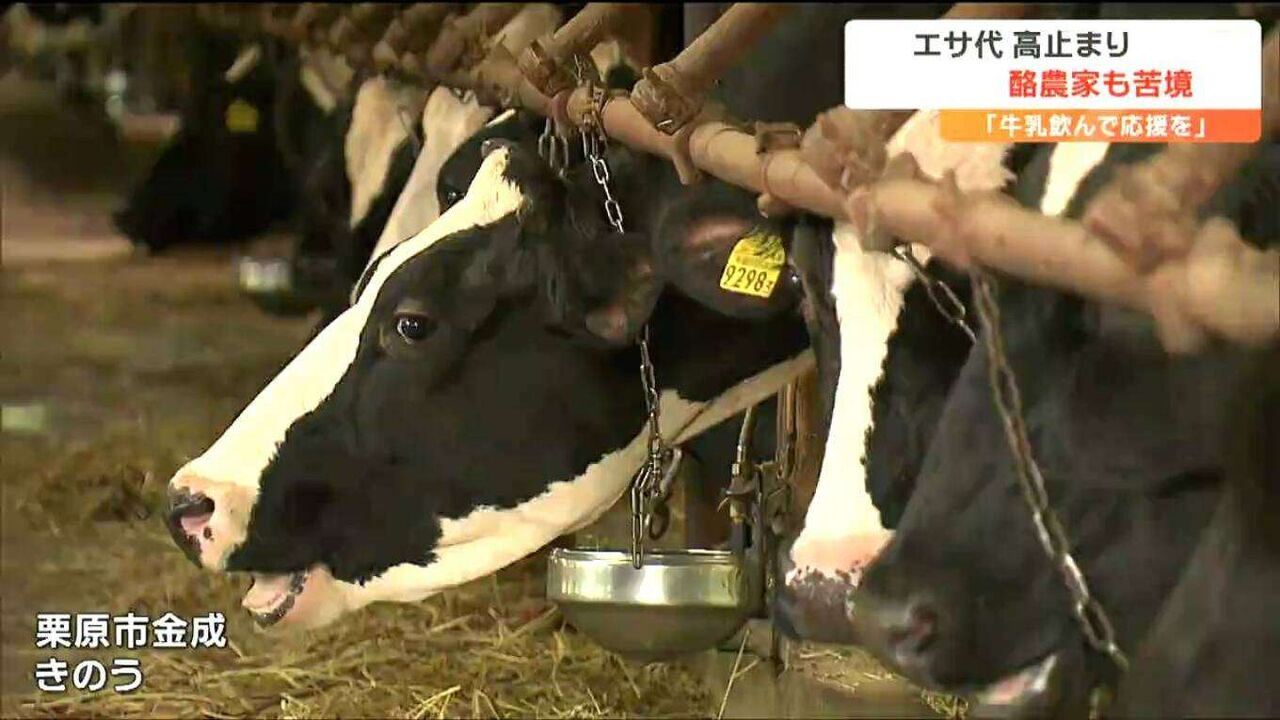 「いまは耐えて頑張っている」“飼料価格高止まり”経営厳しい酪農家の切実なお願い「牛乳を飲んでもらえることが応援につながる」宮城