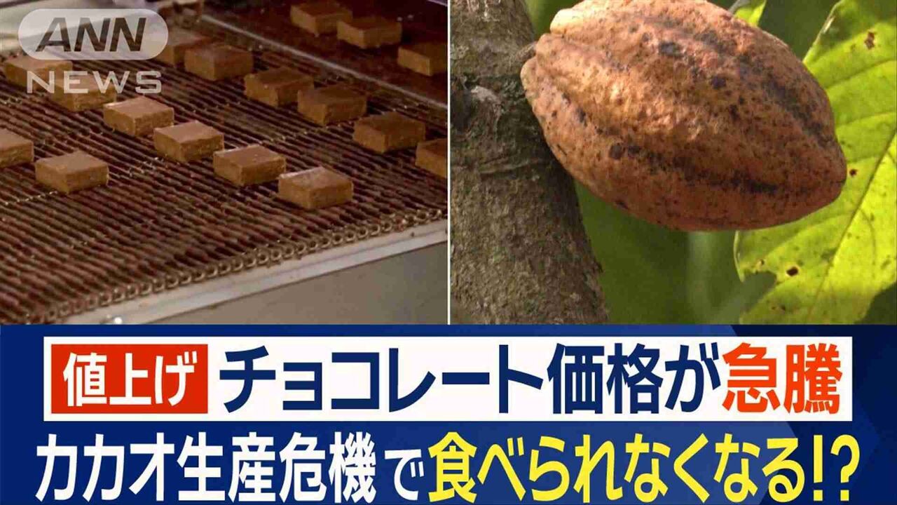 チョコレート食べられなくなる？　カカオ生産危機で価格急騰　「ぜいたく品に」指摘も