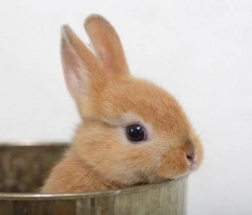 外食の時の会話が気になる