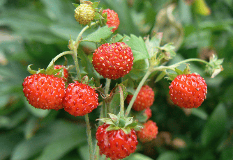 小さい頃に食べたことがある、その辺に生えてる植物
