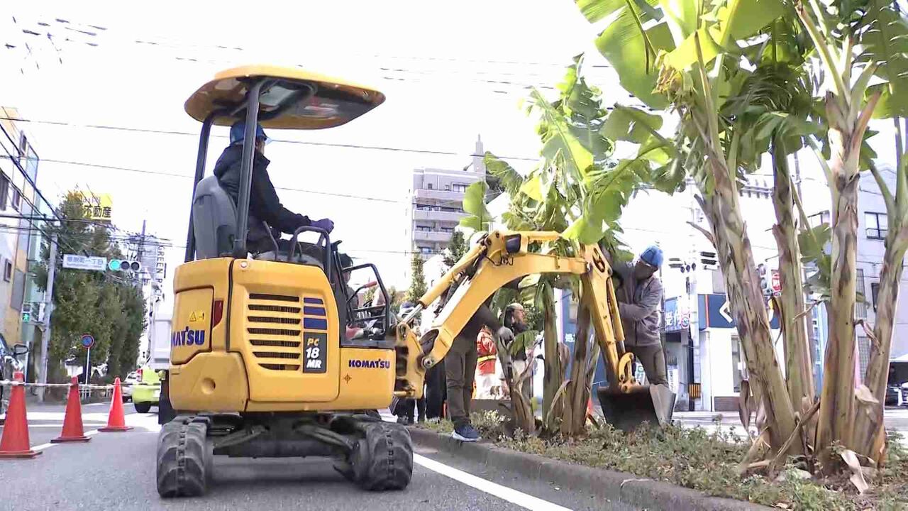 市道に“無許可で植えたバナナ”すべて撤去　植えた男性「もったいない」　福岡・久留米市