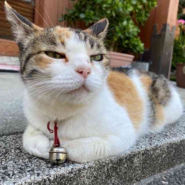 【画像】いろんな三毛猫が集まるトピ