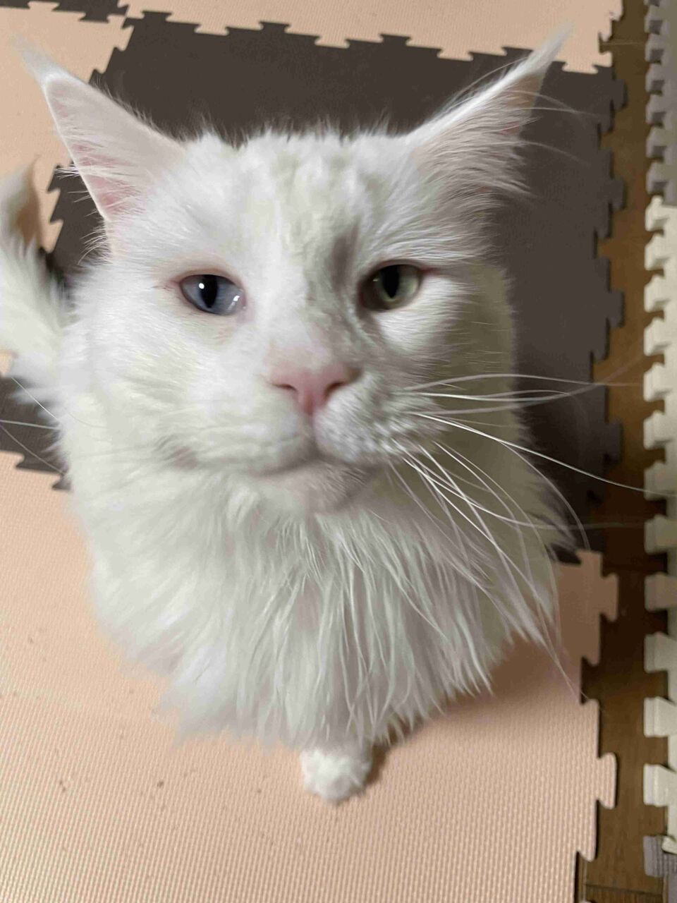 飼っている動物の写真をアップする会