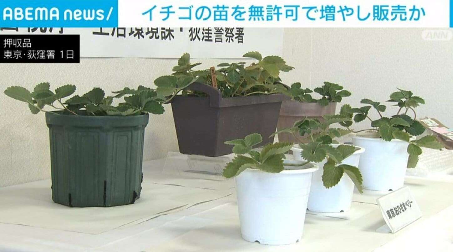 「プチ贅沢ランチをするための小遣い稼ぎだった」イチゴの苗を無許可で増やして販売か 55歳の女性を書類送検