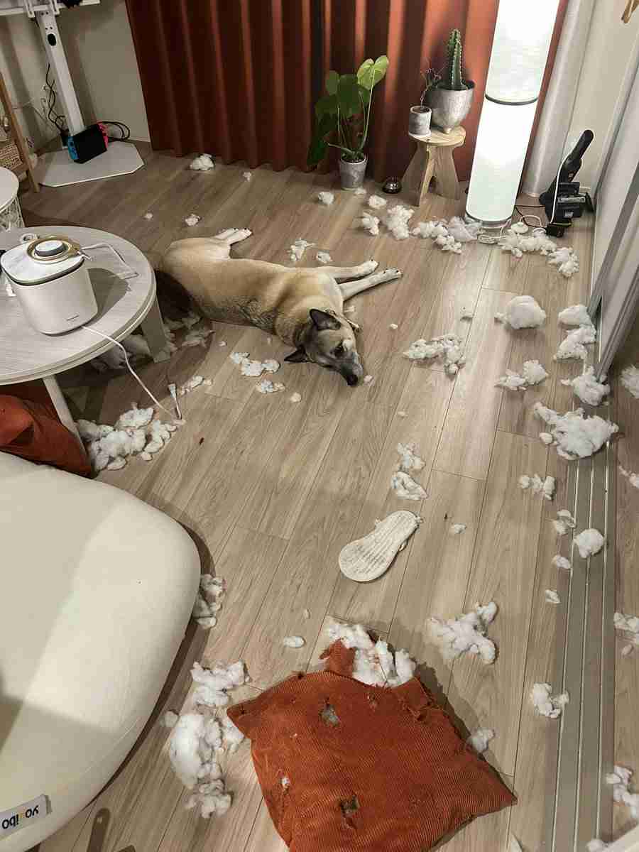 「いぬを飼うということ」　元保護犬が大はしゃぎ　部屋の大惨事に12万人爆笑