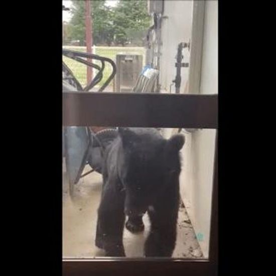 花巻市の保育園にクマ侵入　ドア越しに中をのぞき込む【岩手】
