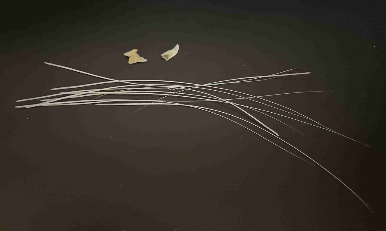 ペット飼ってない人に言ったら引かれそうな事