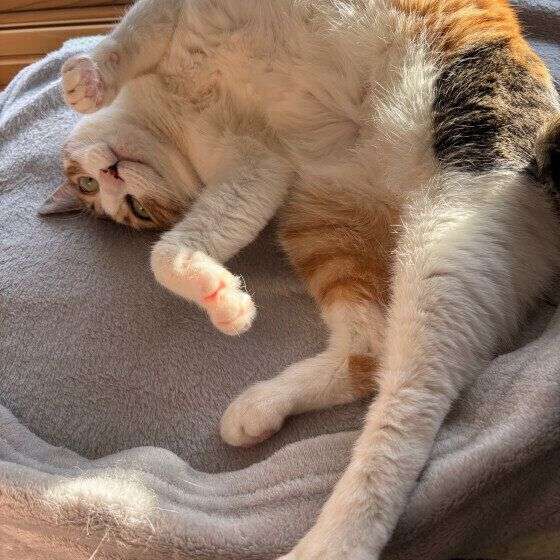 愛猫とのスキンシップは十分ですか？　愛情不足の猫が見せるサインを獣医師が解説