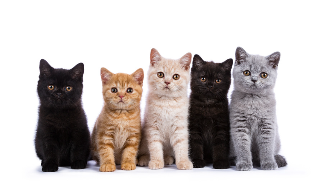 「どうしてそんなことをするの？」と思う飼い猫の行動を語るトピ