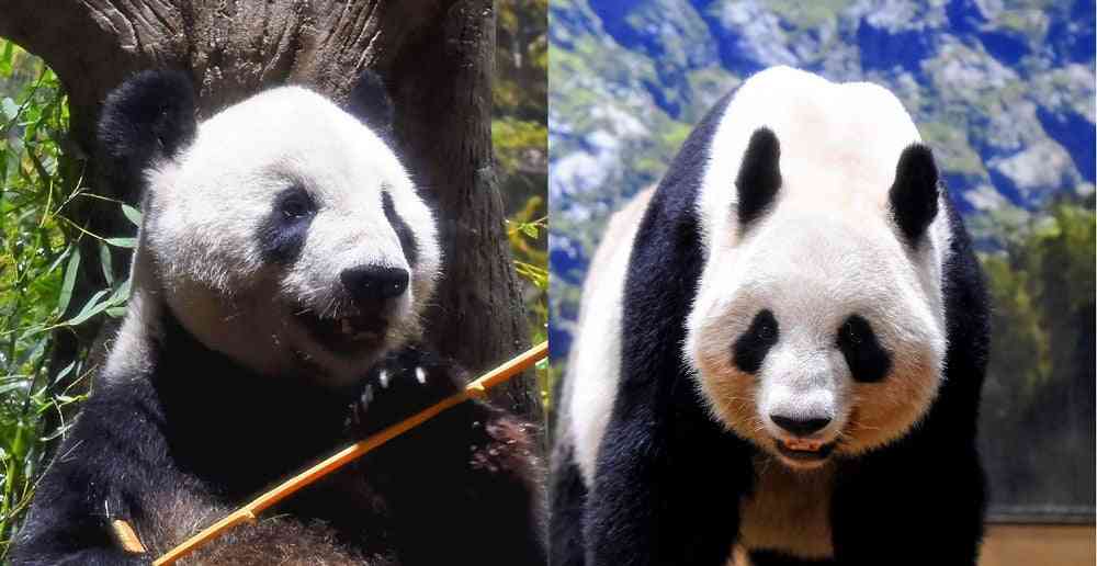 【パンダ】「ありがとう、中国に会いに行くよ」…リーリー・シンシンとの最後の別れに前日夜から列