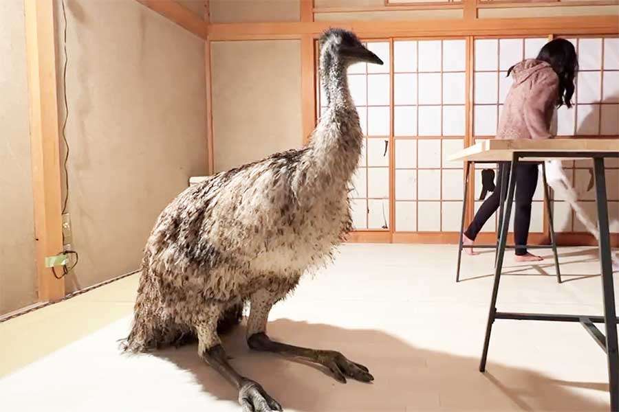和室でくつろぐ巨大な鳥エミュー　個人飼育の日常に1.6万人衝撃　「CGかと思った」