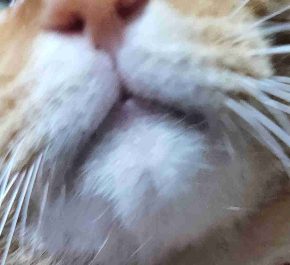 ペットのチャームポイント教えてください