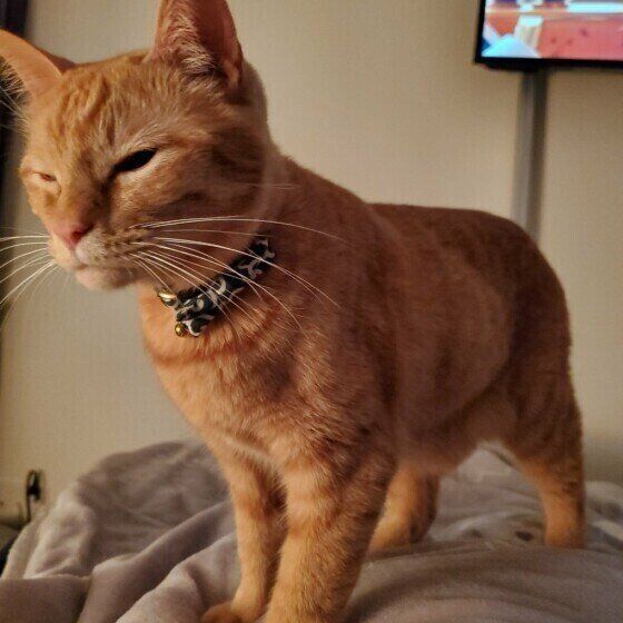 猫が人を「踏みつける」理由　ポイントは「信頼関係」だった