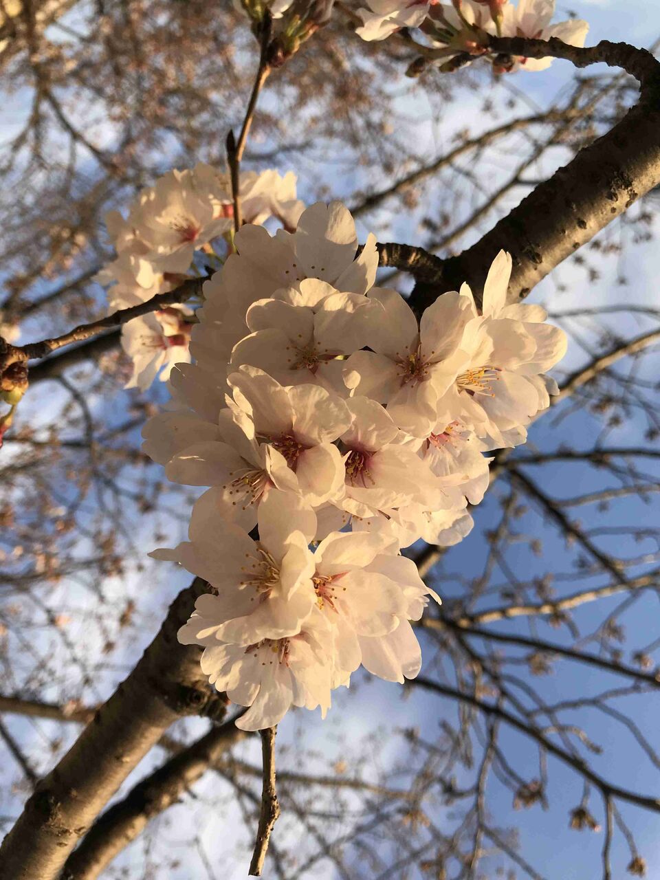 スマホで撮った桜の写真を見せてください アラサー女子のための情報おまとめブログ