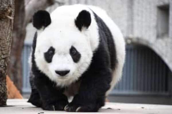 国内最高齢のジャイアントパンダ「タンタン」死ぬ「寂しく悲しい、日中友好に多大な貢献」神戸・王子動物園　2000年に来日