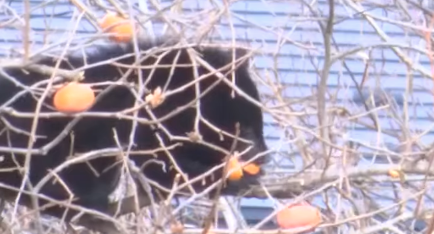 岩泉町でクマが前日と同じ柿の木に再び居座る、ライフル銃駆除プロジェクトチーム出動　盛岡市のホームセンター敷地内でクマ捕獲　岩手県