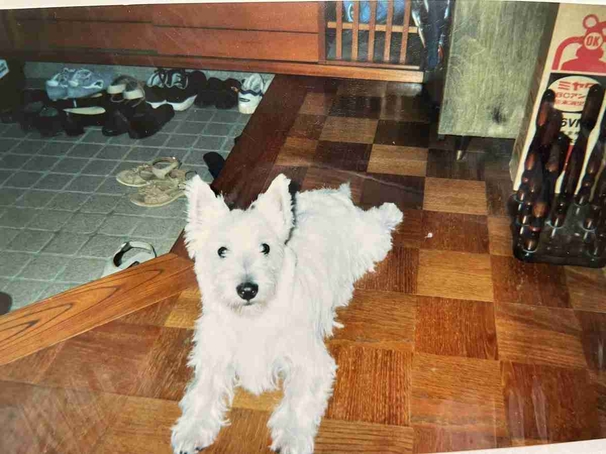 「スタンダードより大きく育ってしまった犬」選手権が開催され様々な犬種のデカ犬が集結する→10kg超のポメラニアン、20kg超のコーギー、30kgの豆柴も