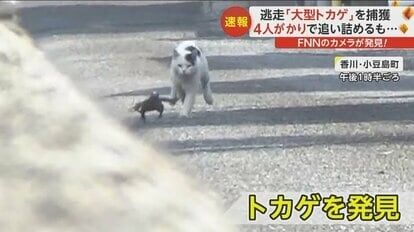「ネコが追いかけている！」大型トカゲをカメラマンが発見…町民と4人がかりで追い詰め捕獲　香川・小豆島町