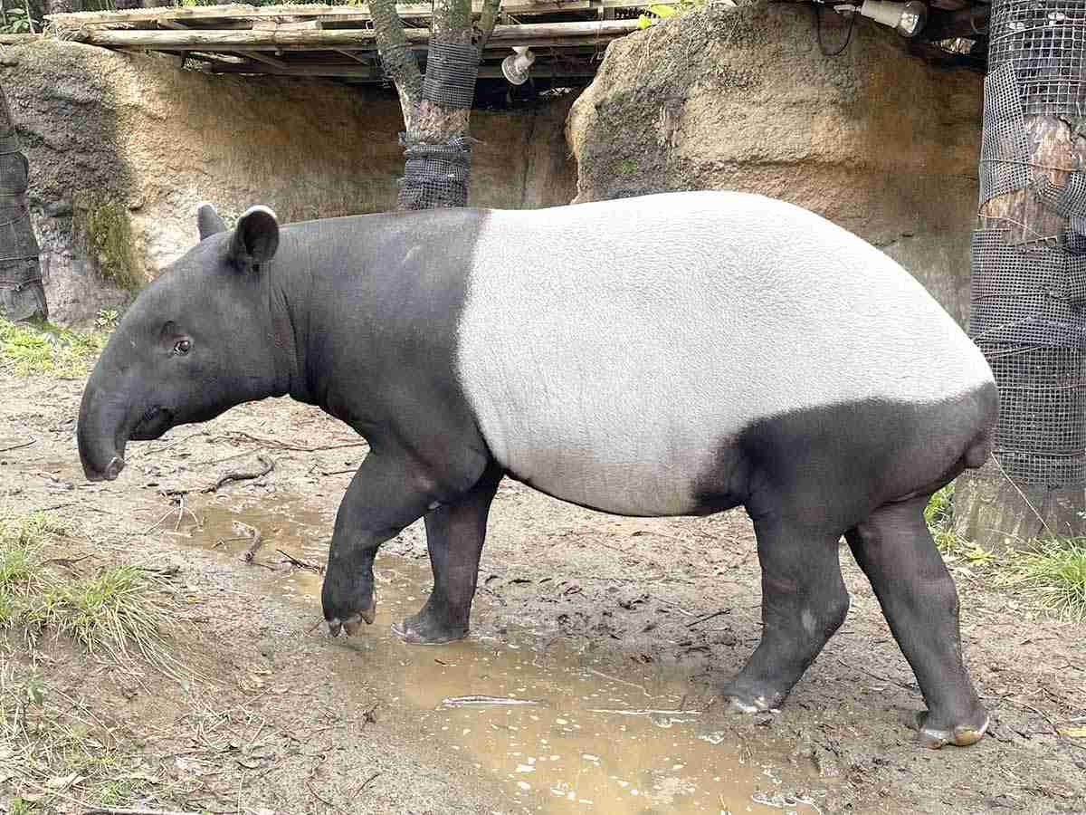 マレーバク「ひでお」、台湾への移動中に死ぬ　よこはま動物園ズーラシアから個体交換、SNSに悲しみの声
