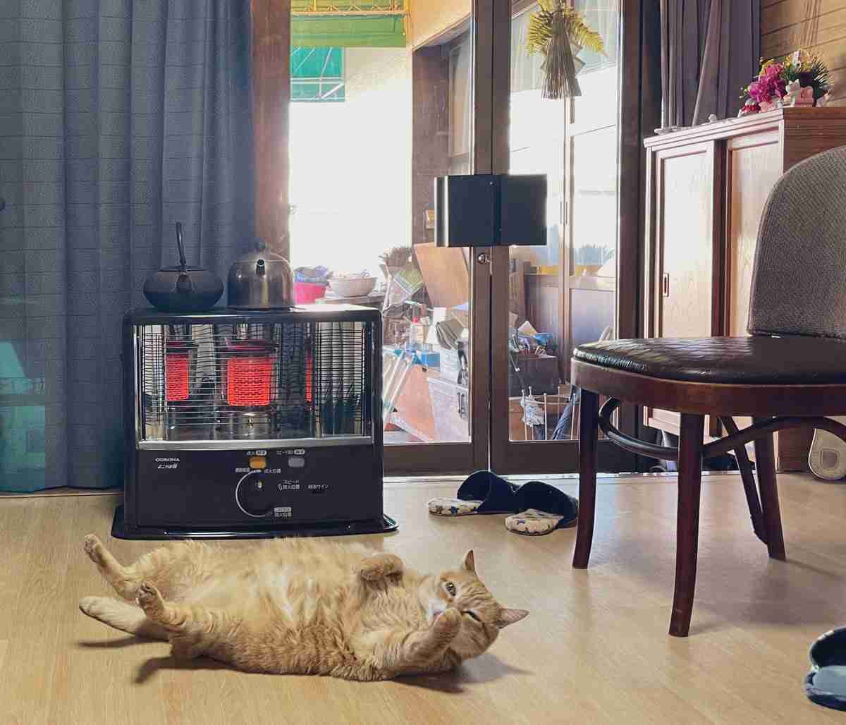 「実家隣のラーメン屋の猫が、当たり前のようにうちのストーブ占領してる」　朝起きて見た光景が笑っちゃうかわいさ