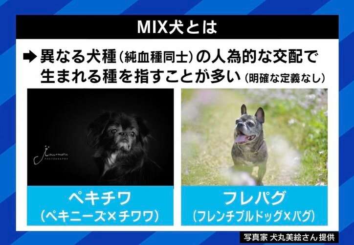 人間の都合で生み出される“ミックス犬”に賛否の声…安易な交配はリスク大？「全身ハイブランドのワンちゃん」に違和感も