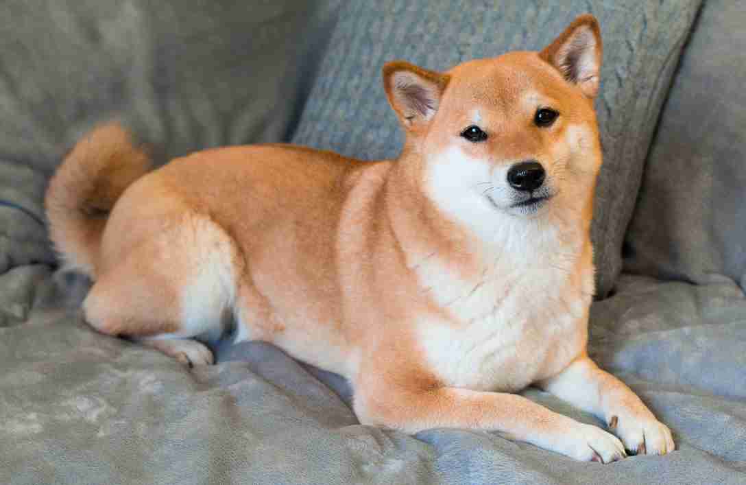 柴犬が好き