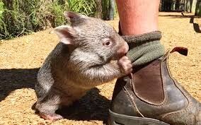 動物の特徴で知ってることあげてこ