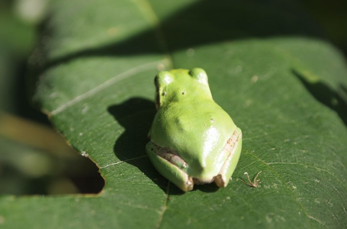 カエル！！愛さずにはいられないッ！！