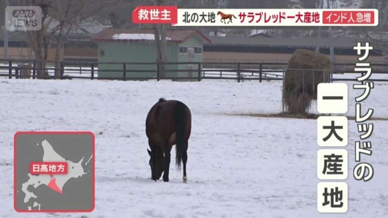 サラブレッド一大産地　北海道・浦河町にインド人急増のワケ　日本競馬支える調教技術