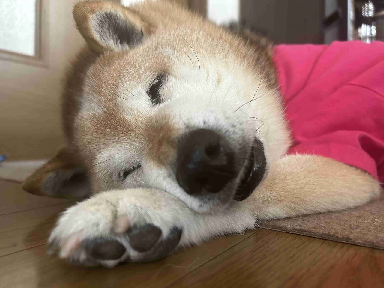 見て見て〜！飼っている動物の写真を貼っていこう！