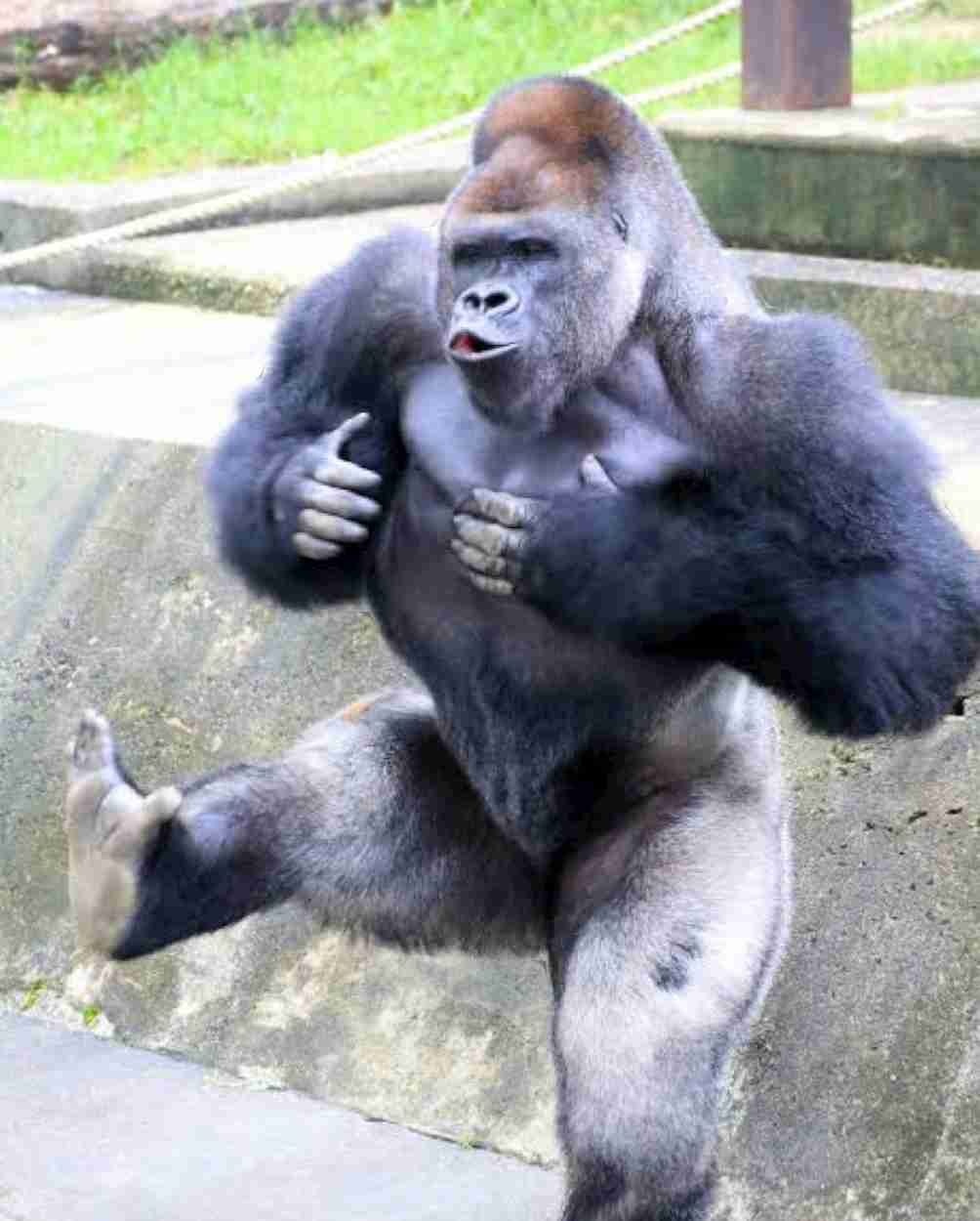 ゴリラが気になる