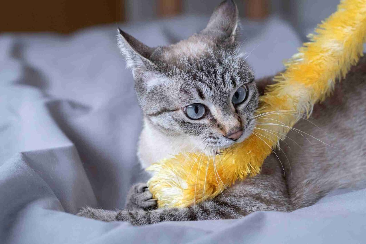 猫は人を選んで噛んでいるの？　猫が噛む理由、噛まれやすい人の特徴を獣医師が解説