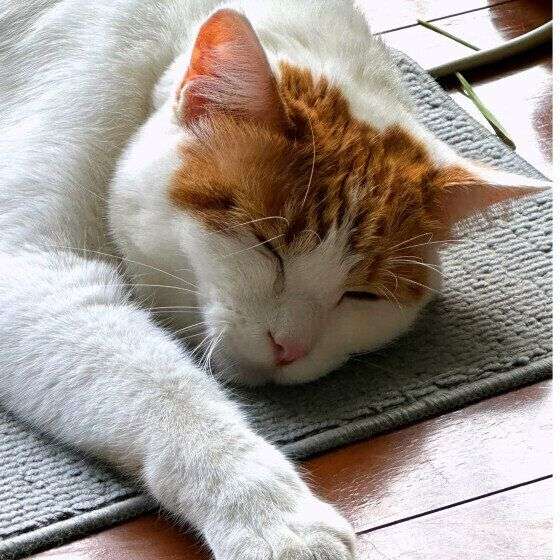 都合の悪いことはすぐに忘れて落ち込まない！　猫の“忘れるチカラ”