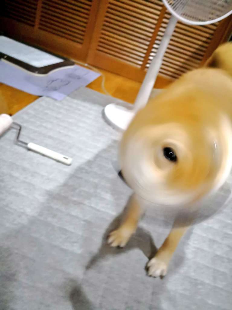 「#ギリギリイヌ判定選手権」で本当に“ギリギリイヌ”の写真が挙げられ話題に⇒「これは優勝一択！！」