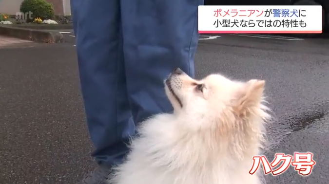ポメラニアンが警察犬に　宮崎県内初　小型犬ならではの特長を生かして