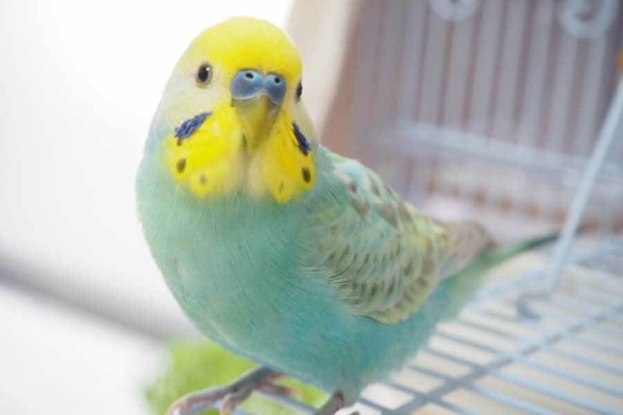 迷子のインコ「食いました」　失意の飼い主への嫌がらせに「許せない」「人間性を疑う」