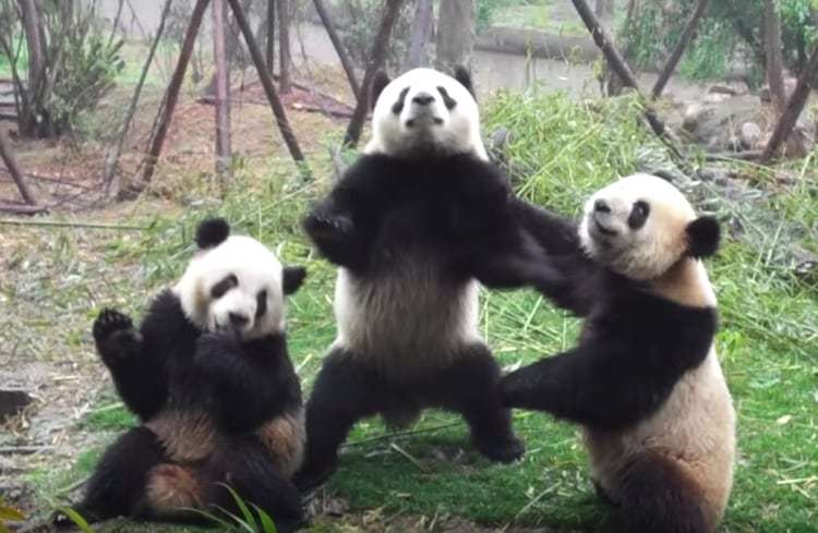 陽キャみたいな動物の画像ください