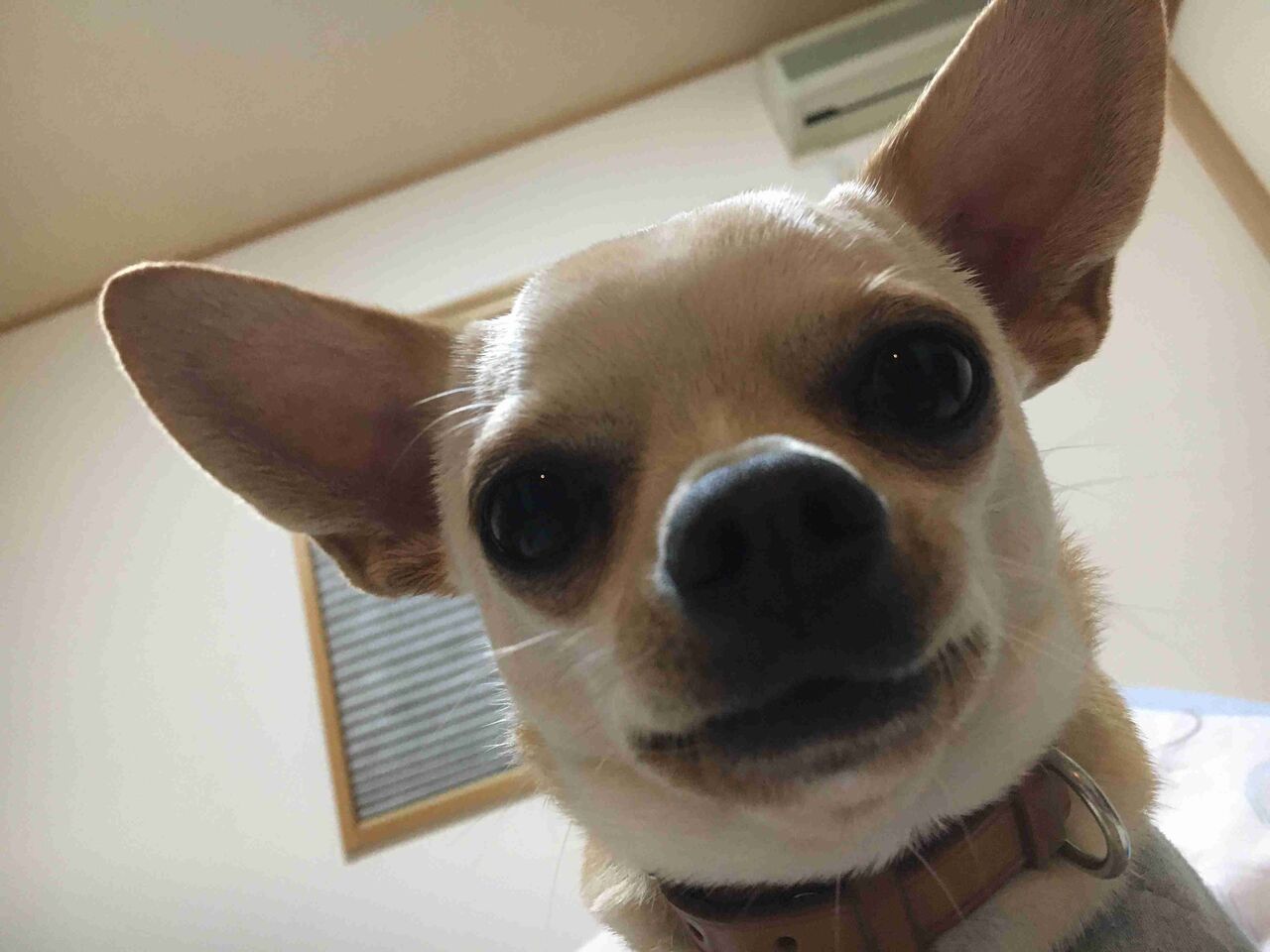 ペットに見つめられている画像が見たい